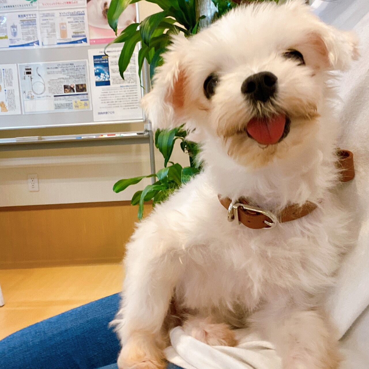 こんにちは🌷