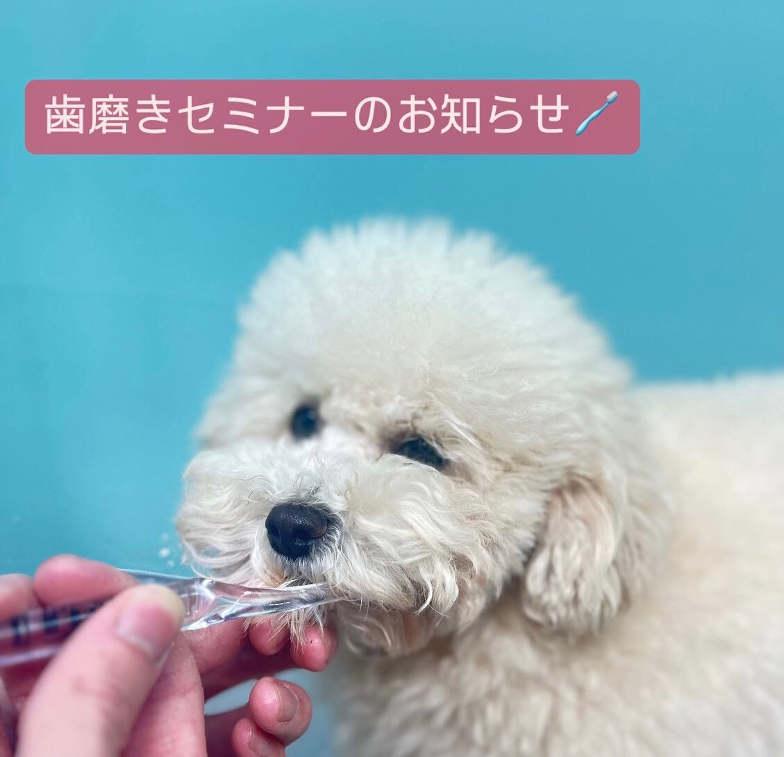 BIBICHE妖怪祭り続きになります😆
