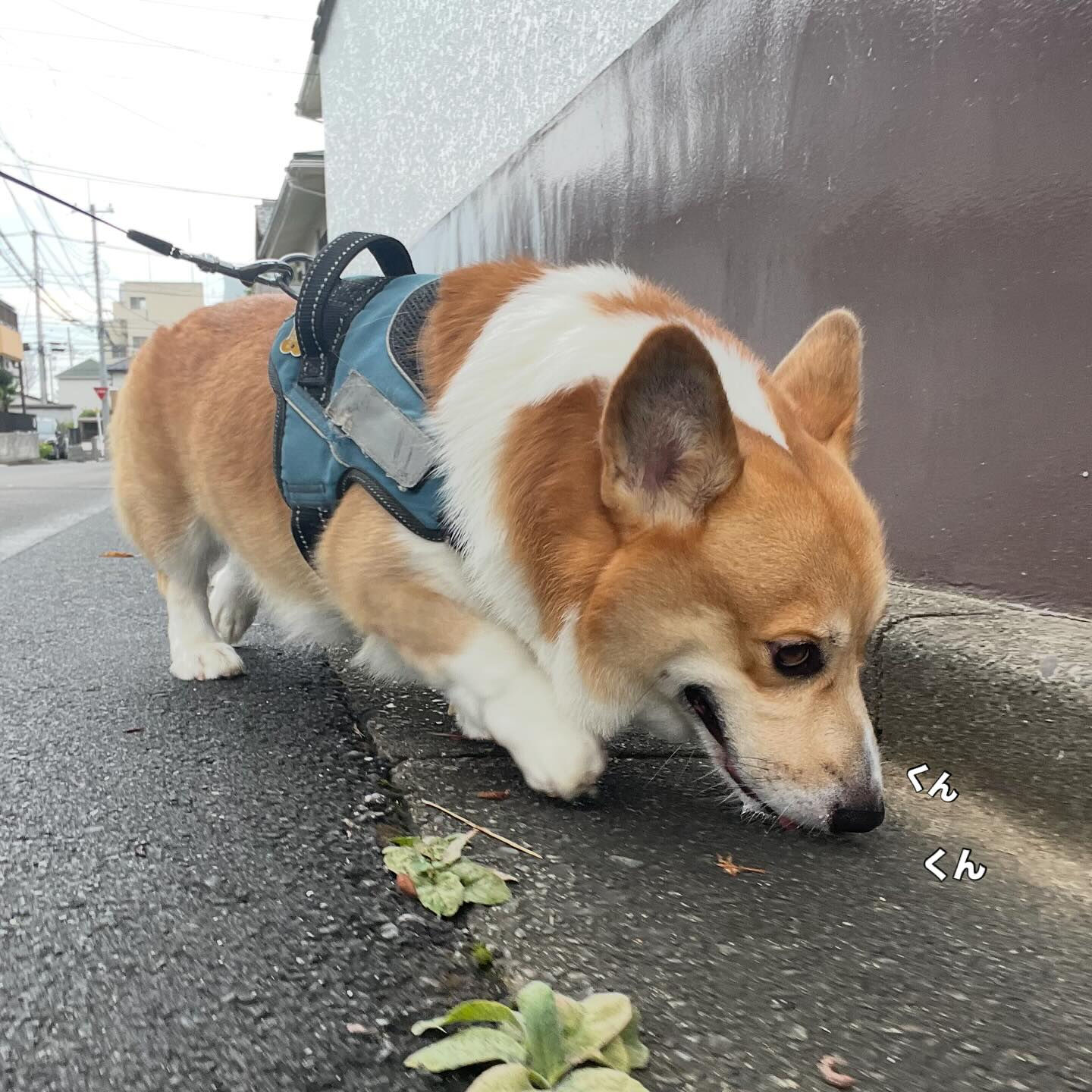 こんにちは🌷