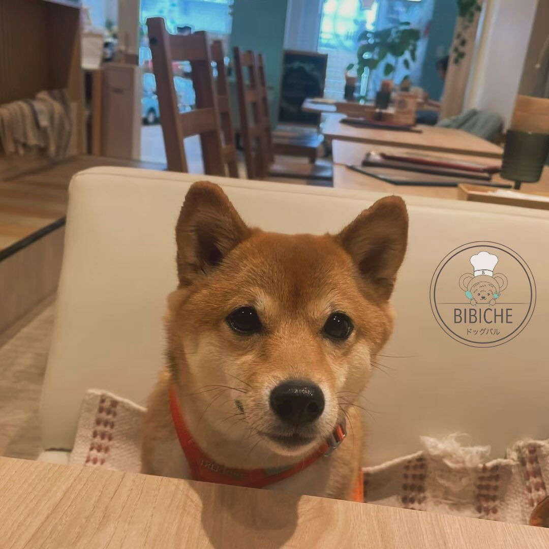 こんにちは🌷