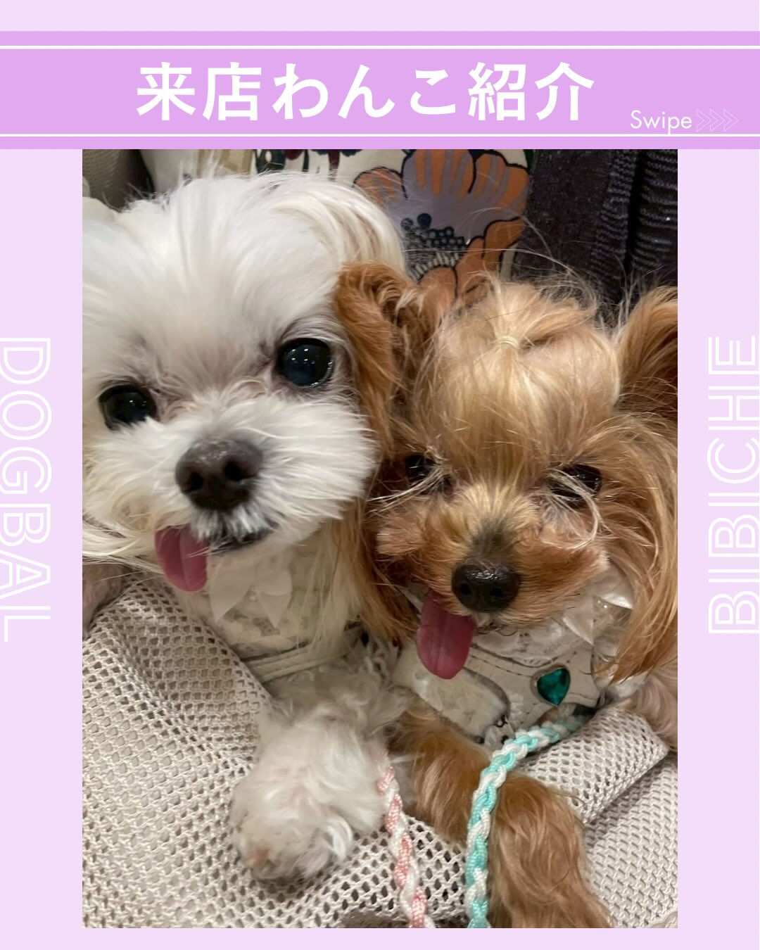こんにちは🌷