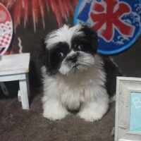 画像5575：里親募集中！トイプードルのアリスちゃん