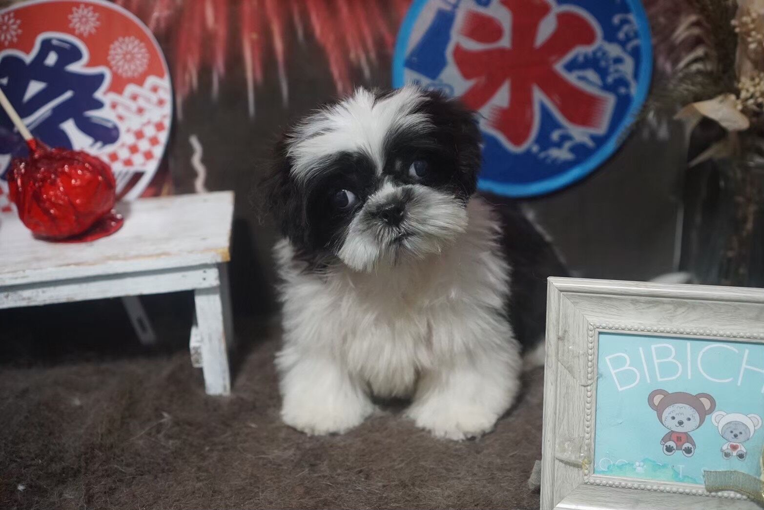 里親募集中！トイプードルのアリスちゃん