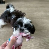 画像5577：里親募集中！トイプードルのアリスちゃん