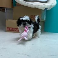 画像5578：里親募集中！トイプードルのアリスちゃん