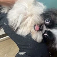 画像5581：里親募集中！トイプードルのアリスちゃん