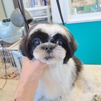 画像5582：里親募集中！トイプードルのアリスちゃん