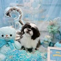 画像5583：里親募集中！トイプードルのアリスちゃん