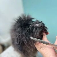 画像5605：里親募集中！トイプードルのアリスちゃん