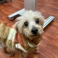 画像5845：里親募集中！トイプードルのアリスちゃん