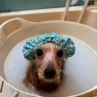 画像5847：里親募集中！トイプードルのアリスちゃん