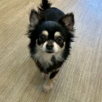 画像5853：里親募集中！トイプードルのアリスちゃん