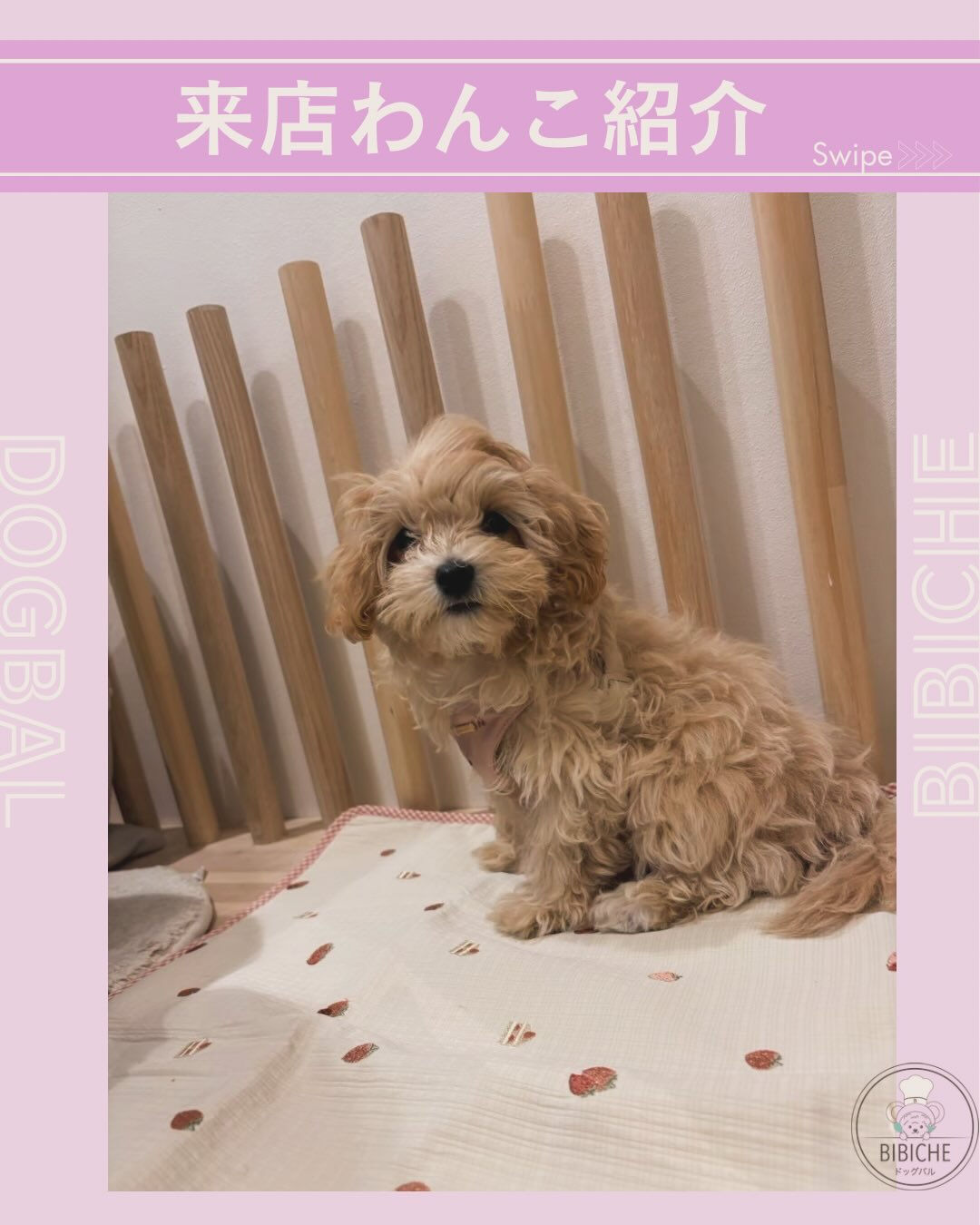 こんにちは🌷