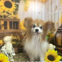 画像7037：里親募集中！トイプードルのアリスちゃん