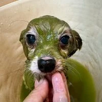 画像7039：里親募集中！トイプードルのアリスちゃん