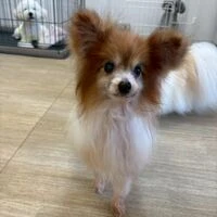 画像7041：里親募集中！トイプードルのアリスちゃん