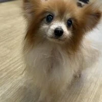 画像7042：里親募集中！トイプードルのアリスちゃん