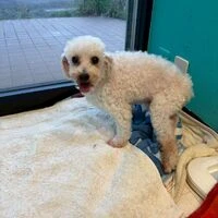 画像7048：里親募集中！トイプードルのアリスちゃん