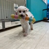 画像7050：里親募集中！トイプードルのアリスちゃん