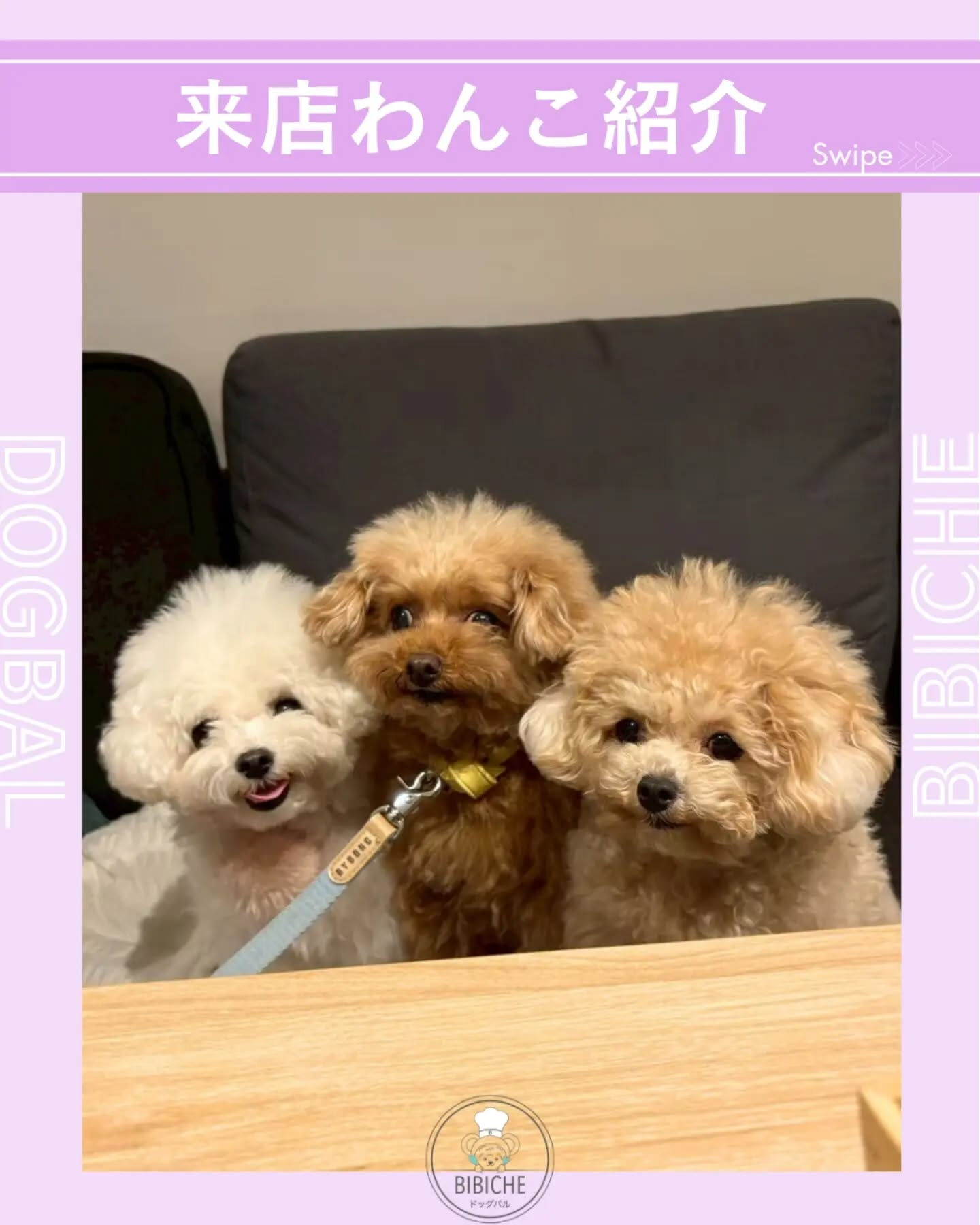 来店わんこのお写真紹介🐶✨
