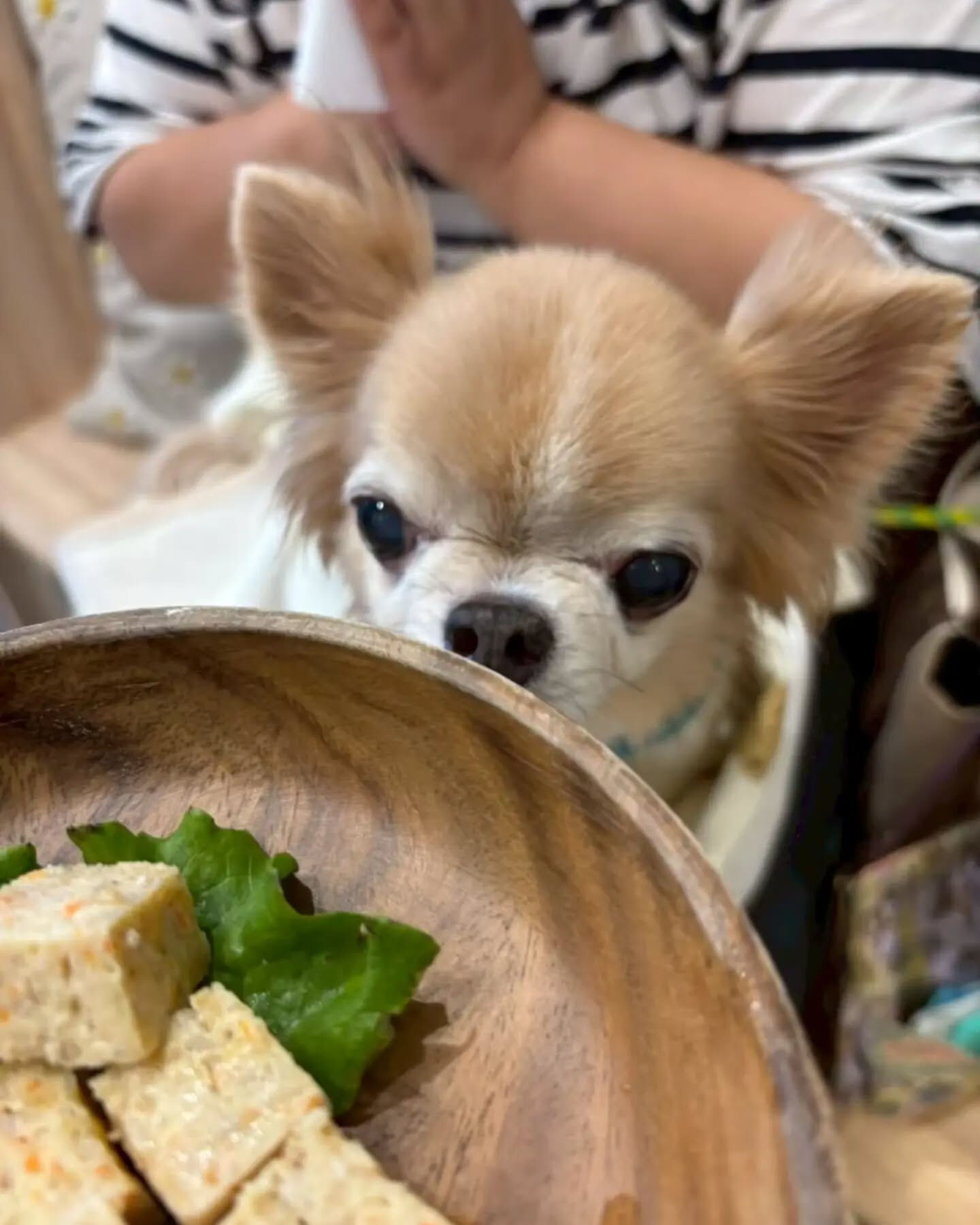 来店わんこのお写真紹介🐶✨