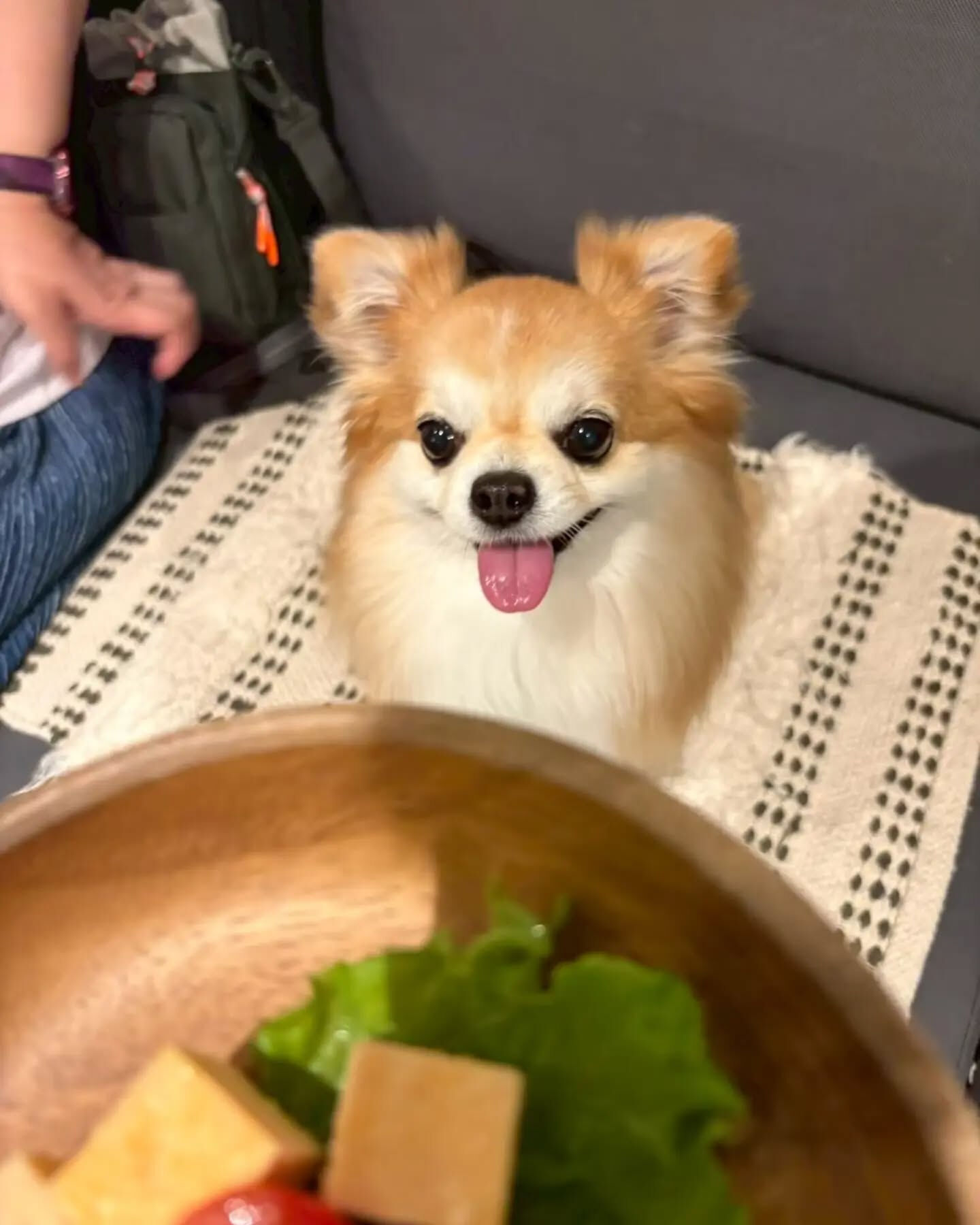 来店わんこのお写真紹介🐶✨