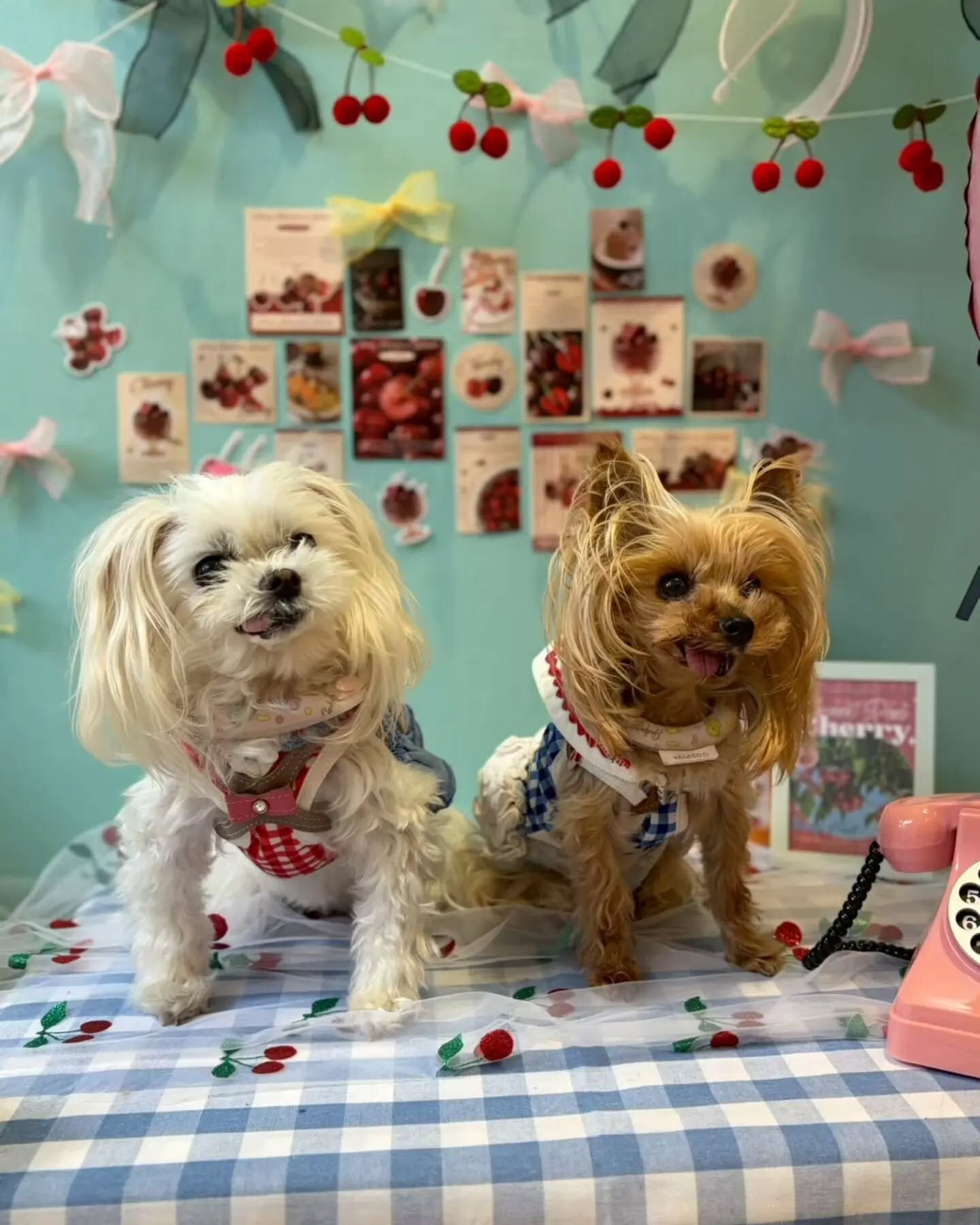 来店わんこのお写真紹介🐶✨