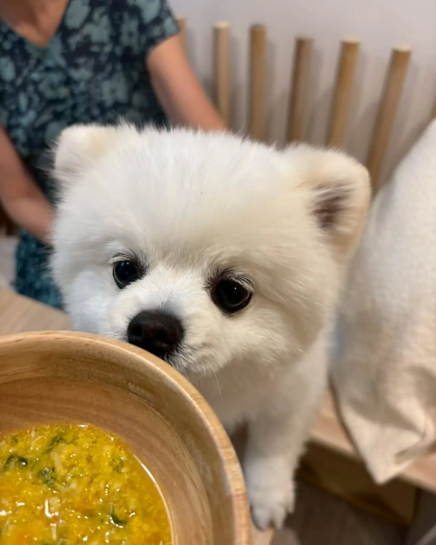 来店わんこのお写真紹介🐶✨