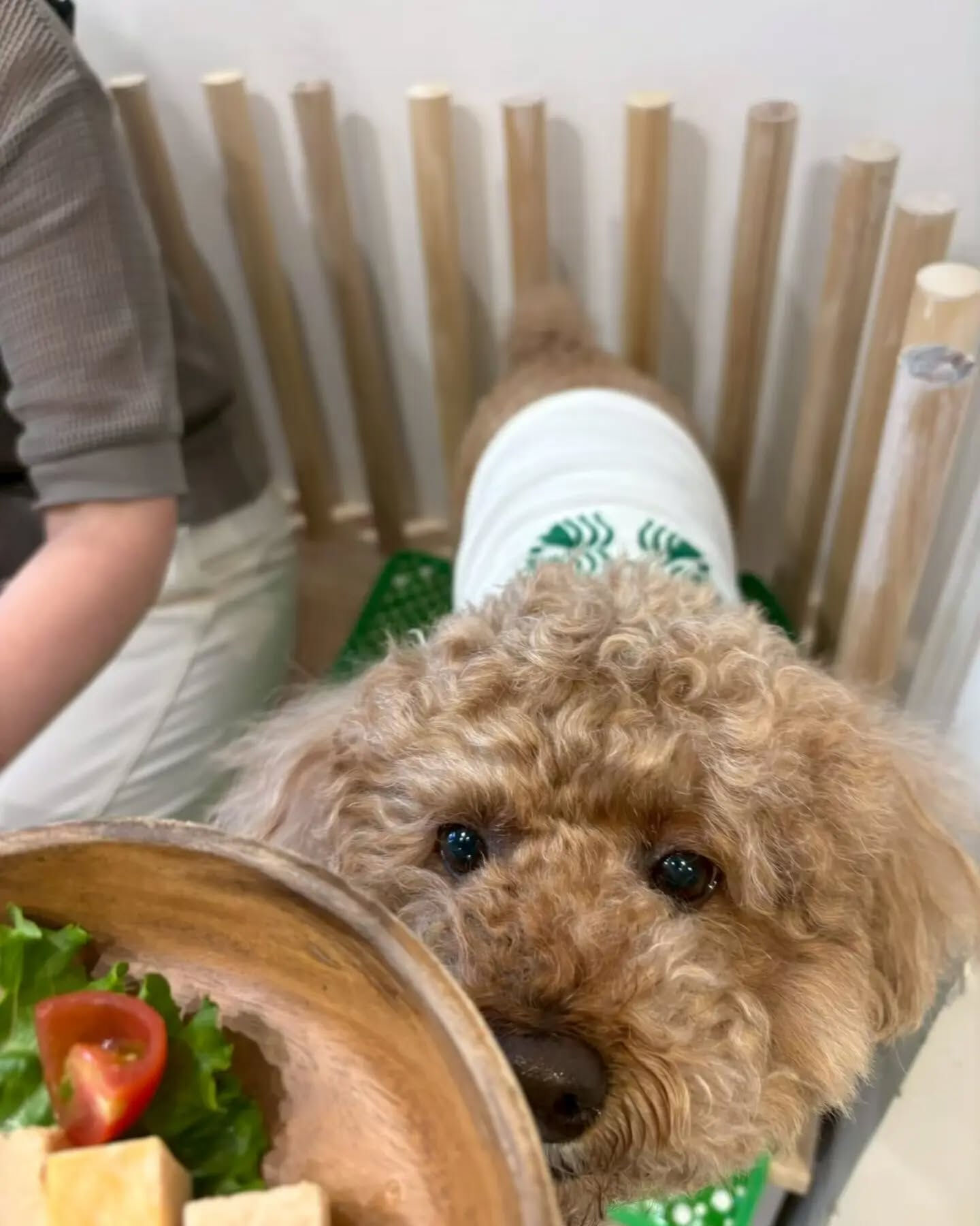来店わんこのお写真紹介🐶✨