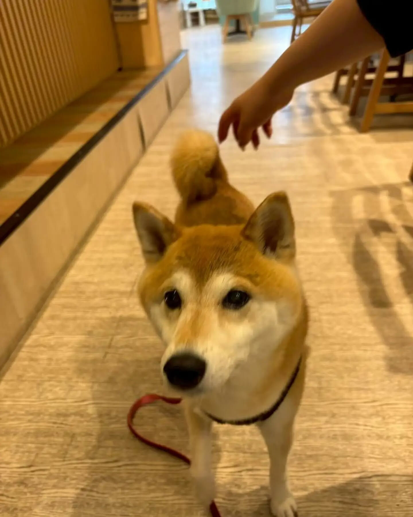 来店わんこのお写真紹介🐶✨