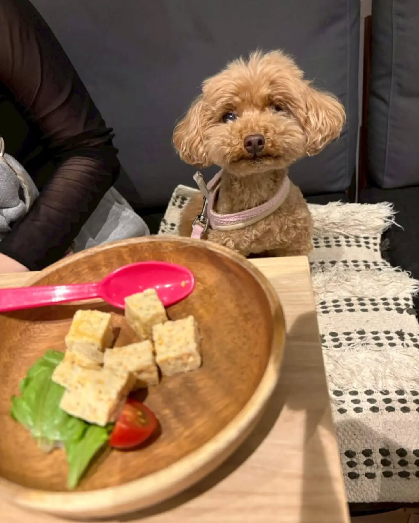 来店わんこのお写真紹介🐶✨