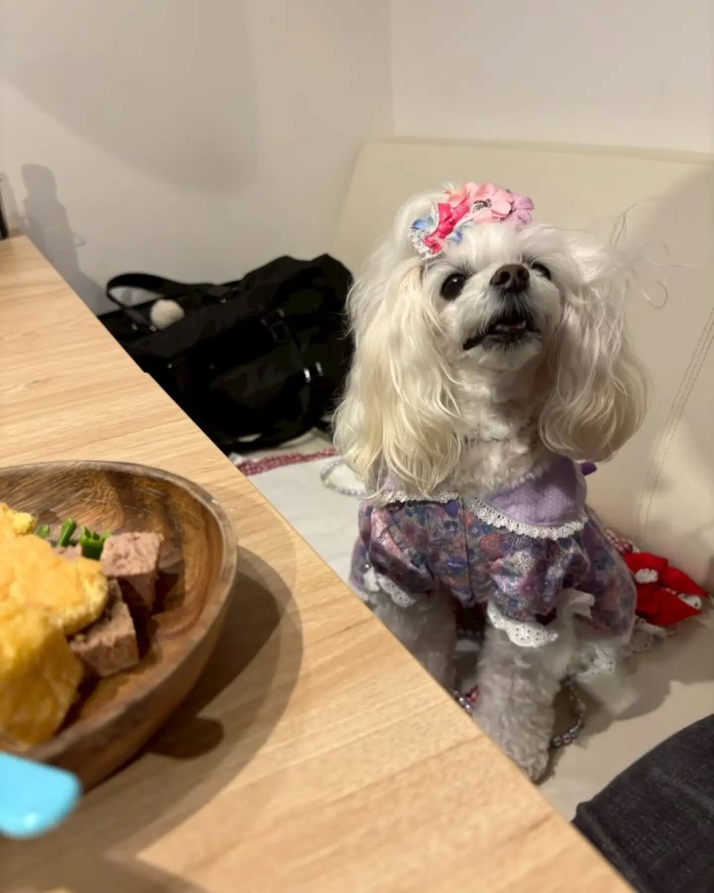 来店わんこのお写真紹介🐶✨