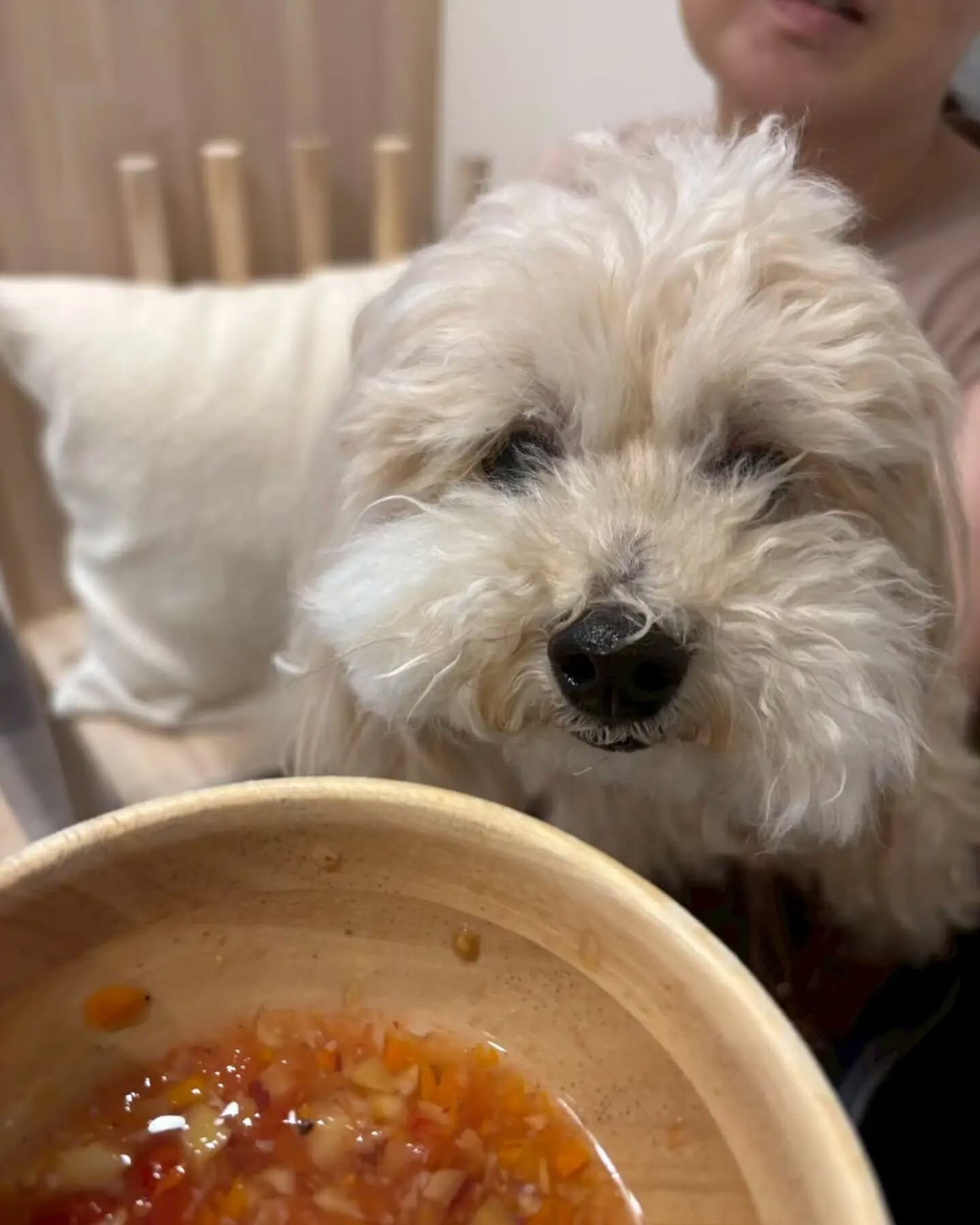 来店わんこのお写真紹介🐶✨