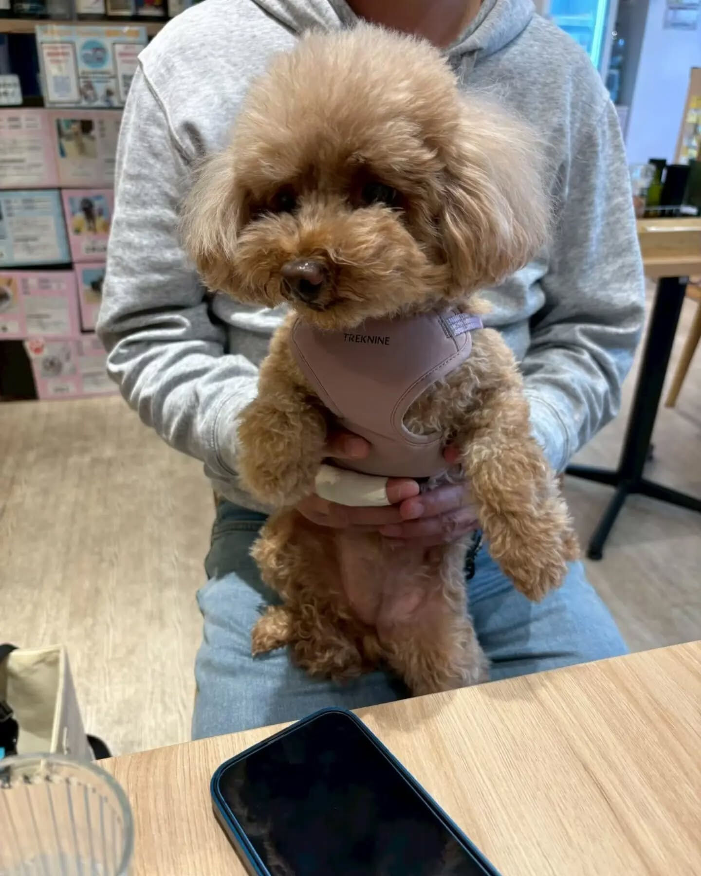 来店わんこのお写真紹介🐶✨