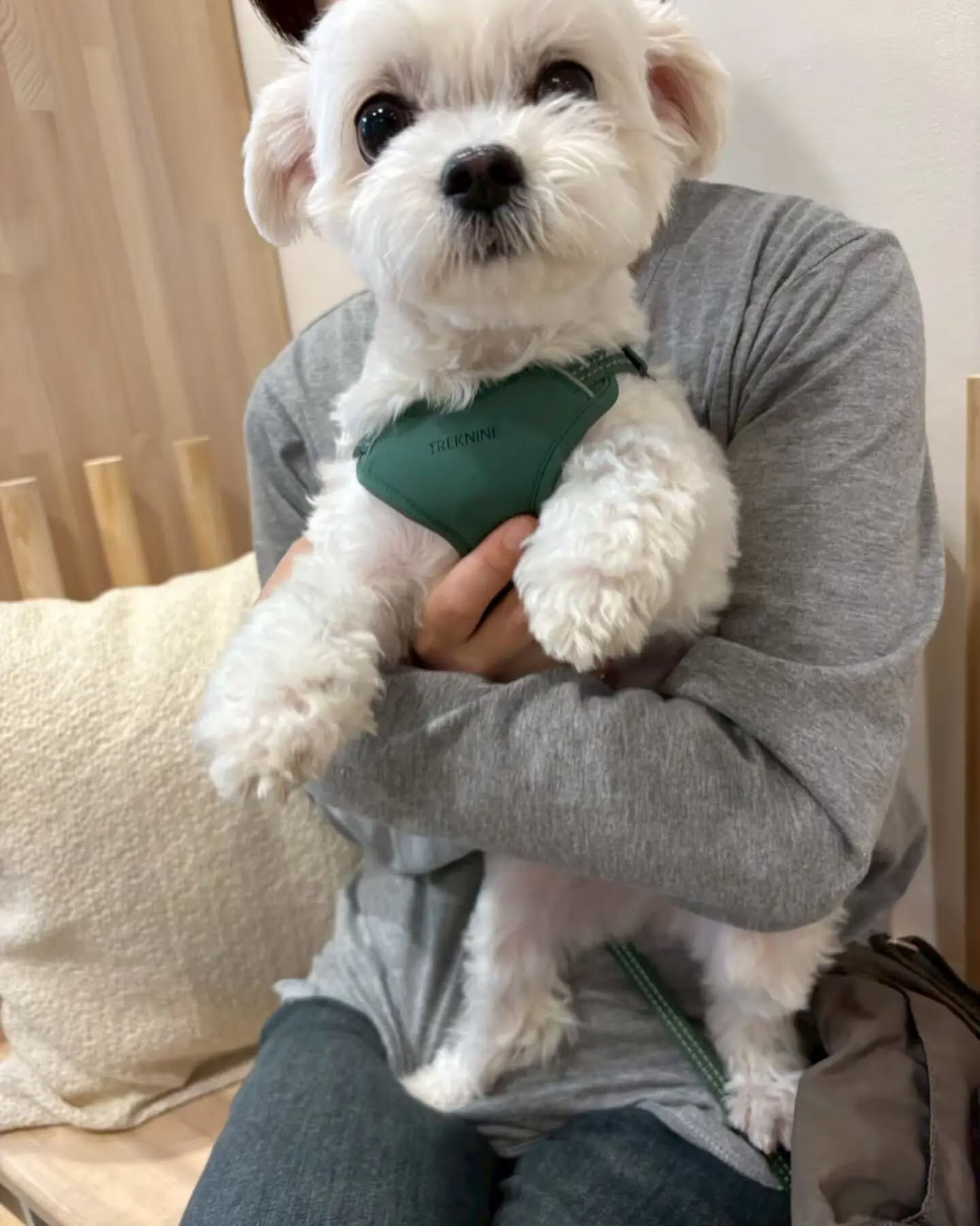 来店わんこのお写真紹介🐶✨