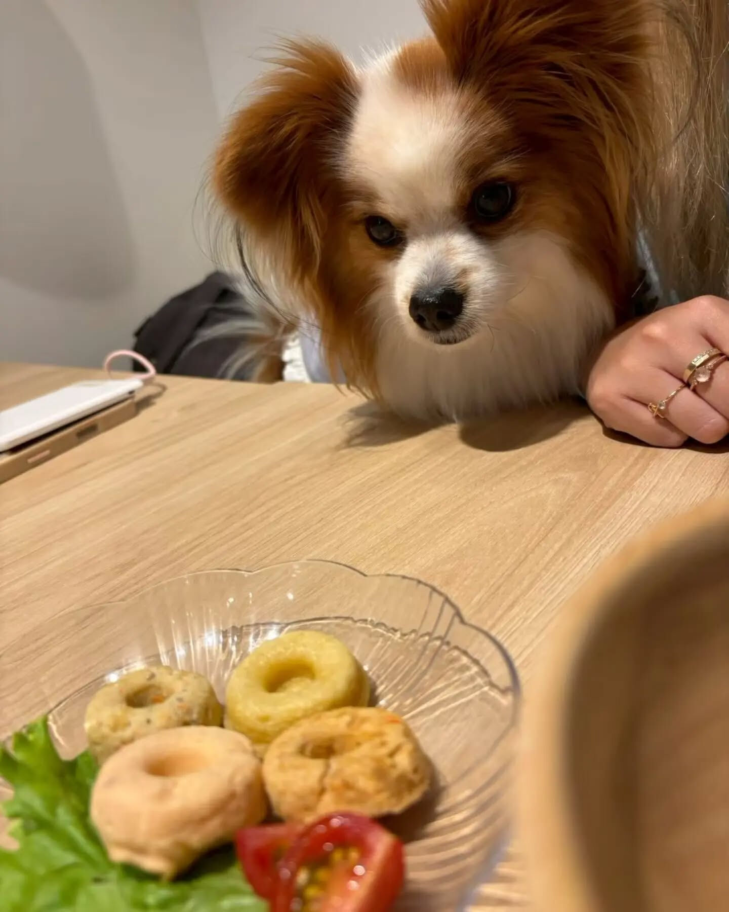 来店わんこのお写真紹介🐶✨