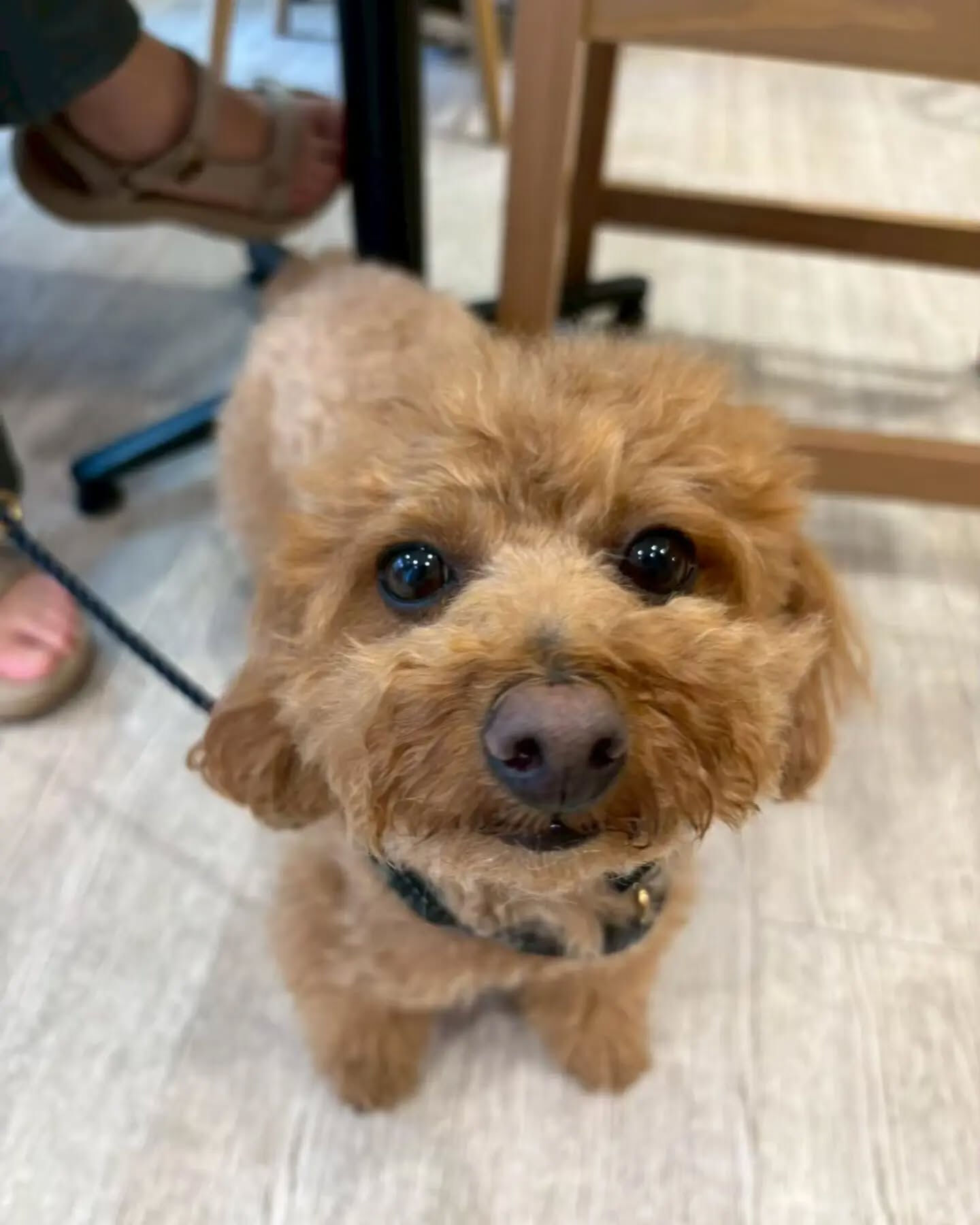 来店わんこのお写真紹介🐶✨