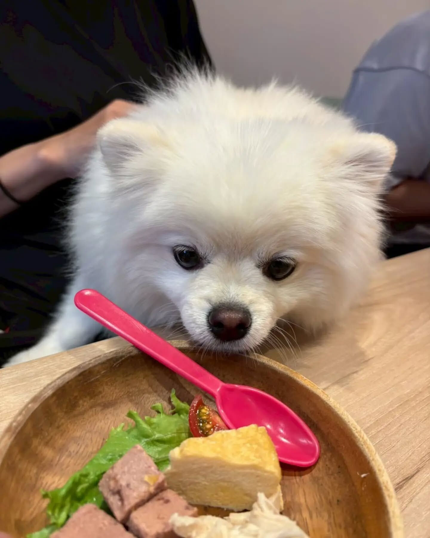 来店わんこのお写真紹介🐶✨
