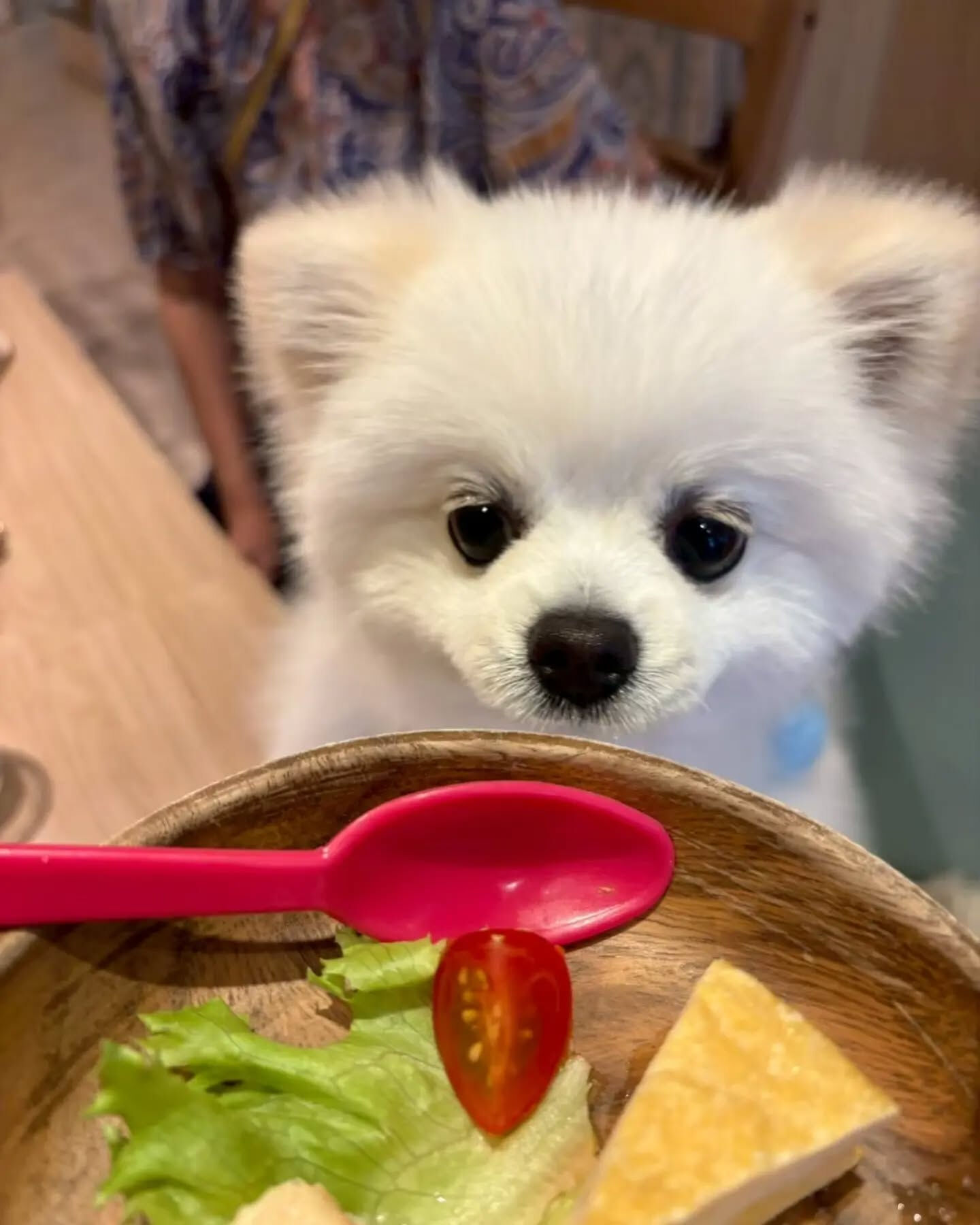 来店わんこのお写真紹介🐶✨