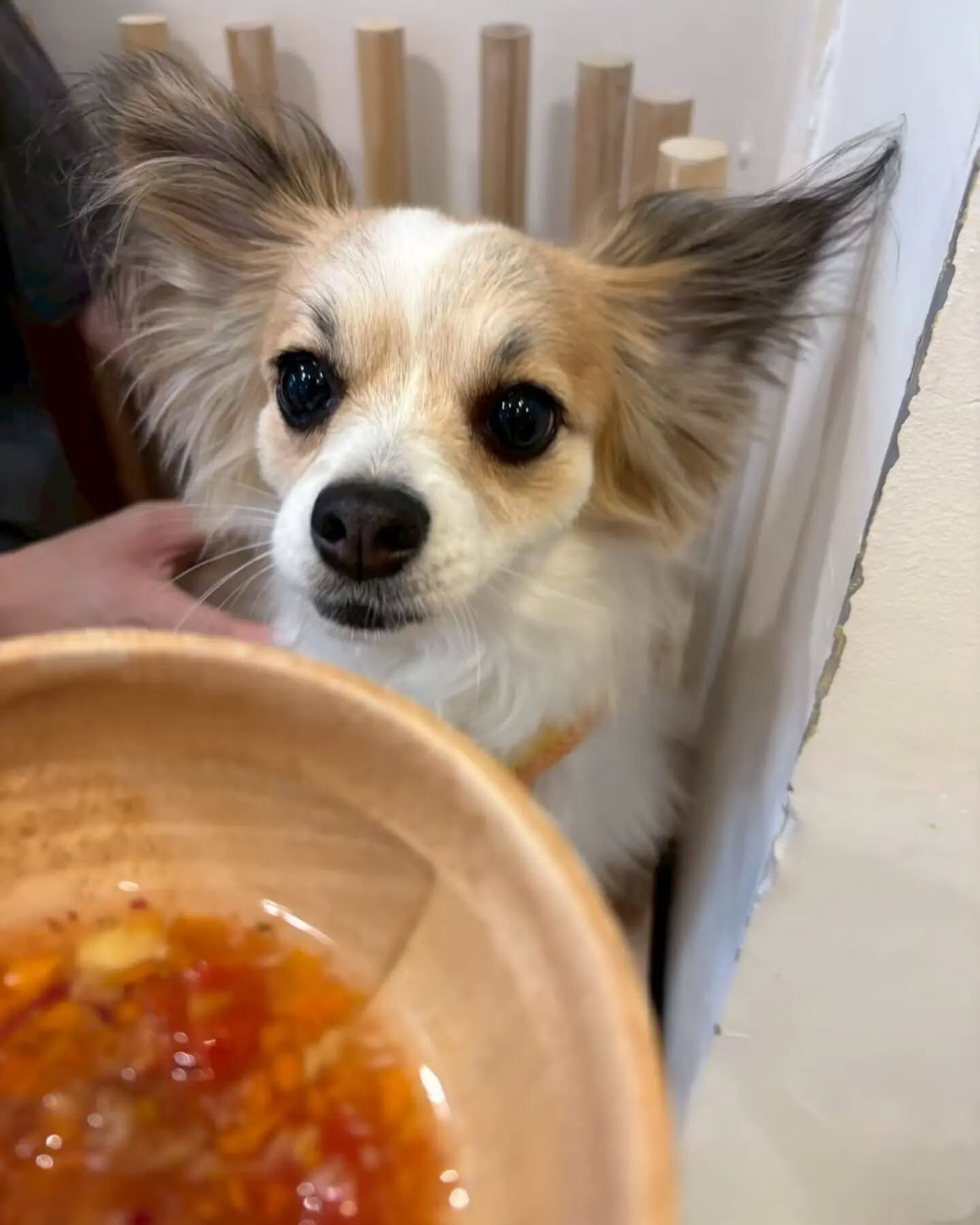 来店わんこのお写真紹介🐶✨