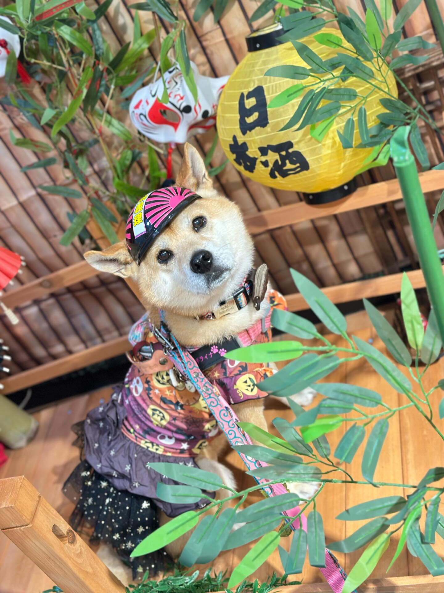 BIBICHE妖怪祭りラストになります😆