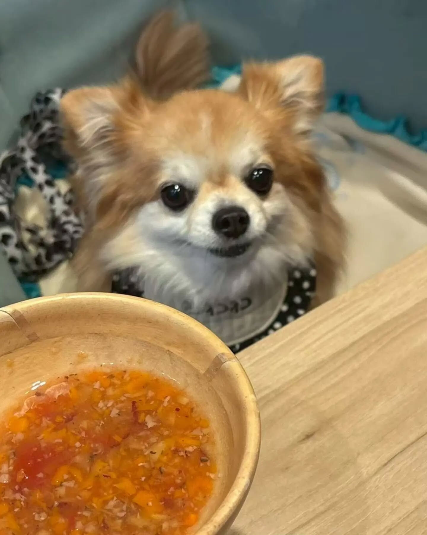 来店わんこのお写真投稿🐶✨
