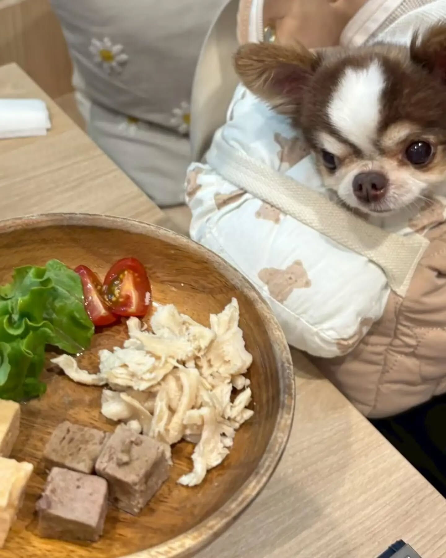 来店わんこのお写真投稿🐶✨