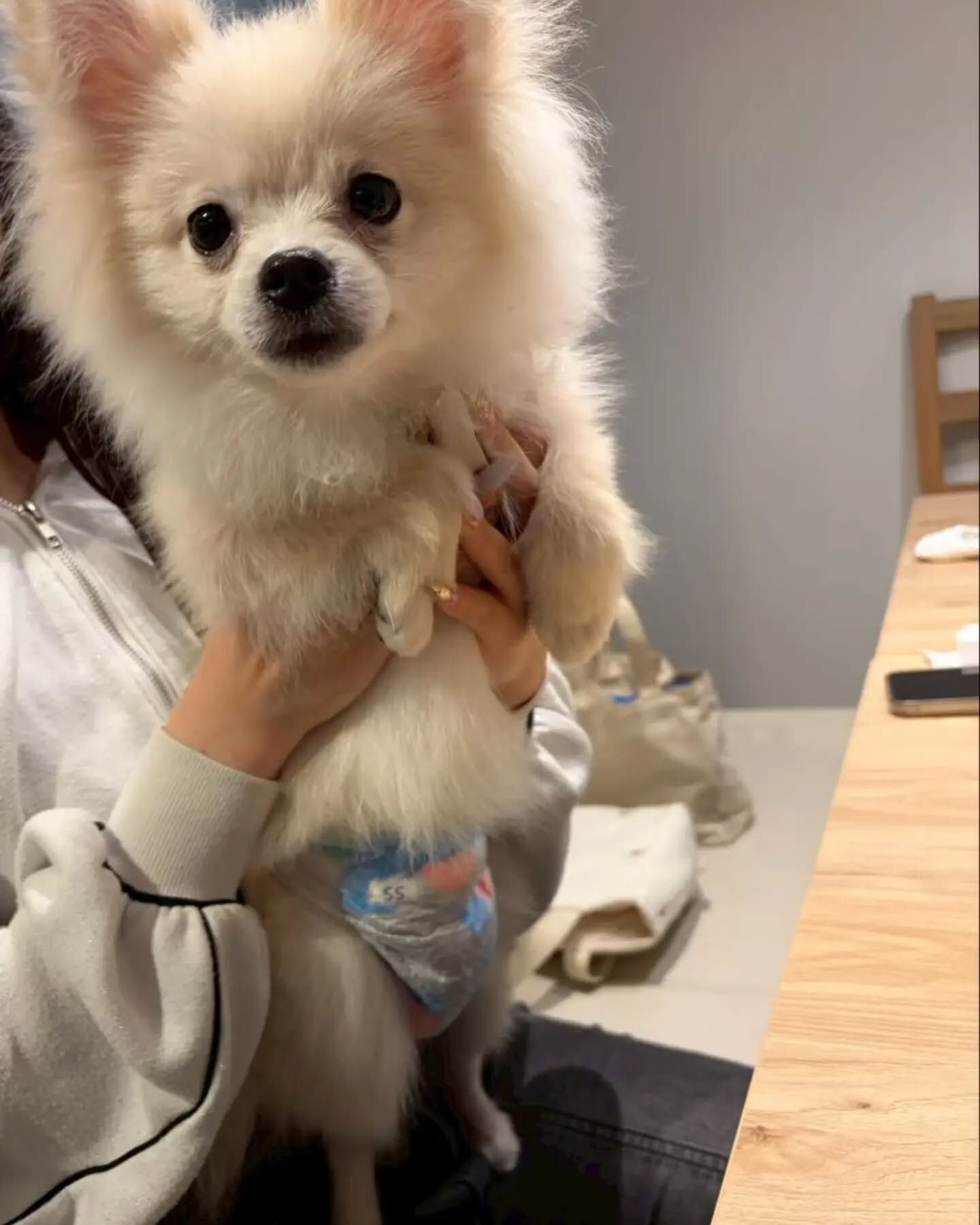 来店わんこのお写真投稿🐶✨