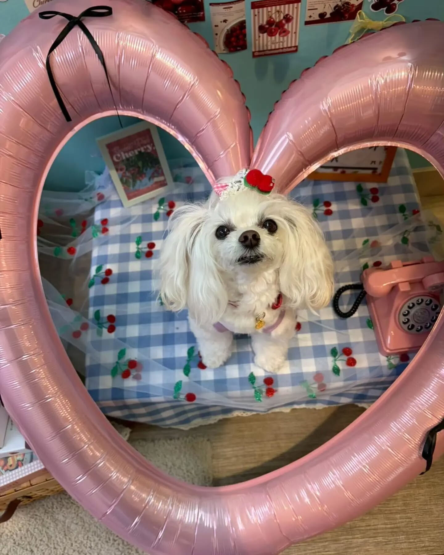 来店わんこのお写真投稿🐶✨