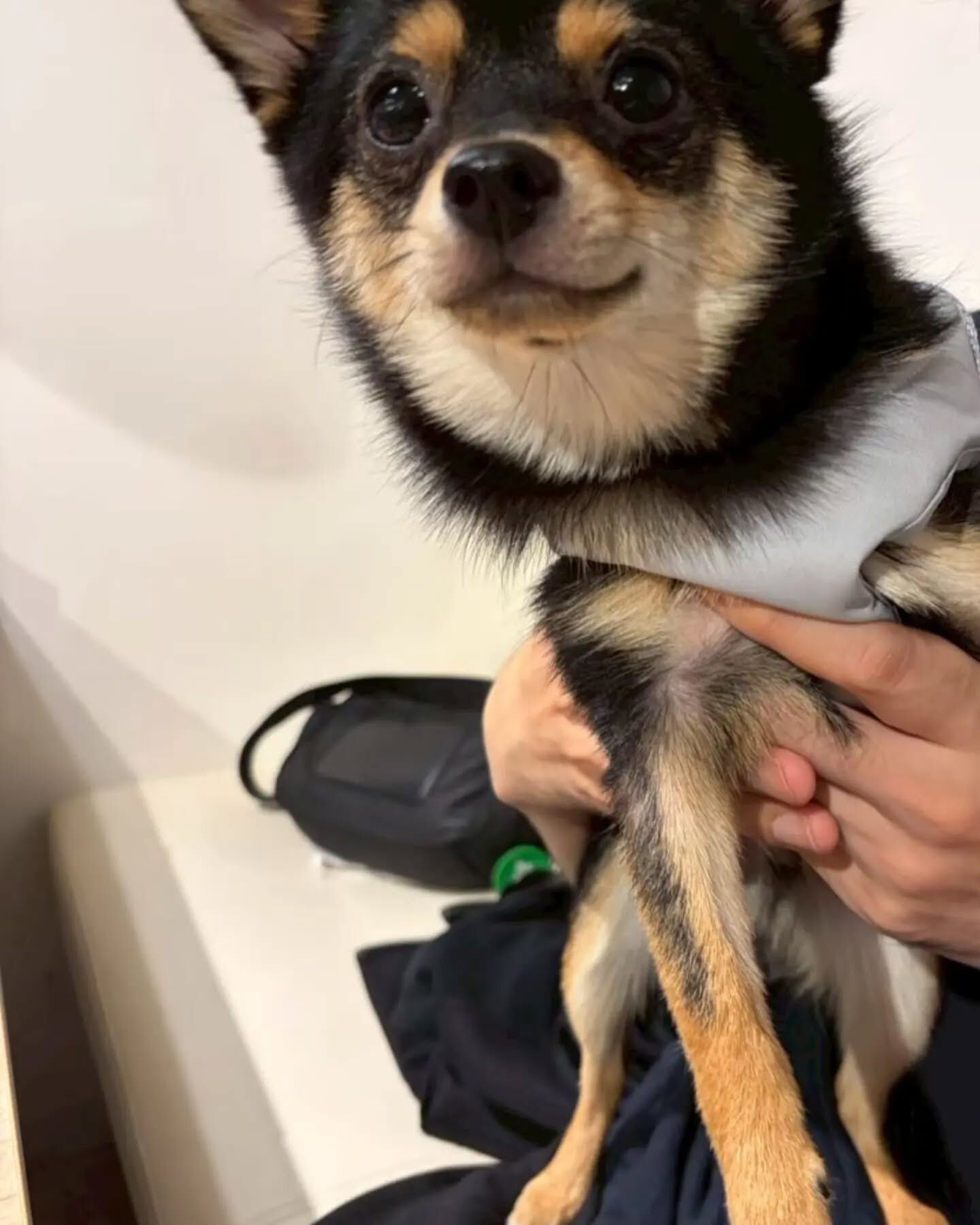 来店わんこのお写真投稿🐶✨