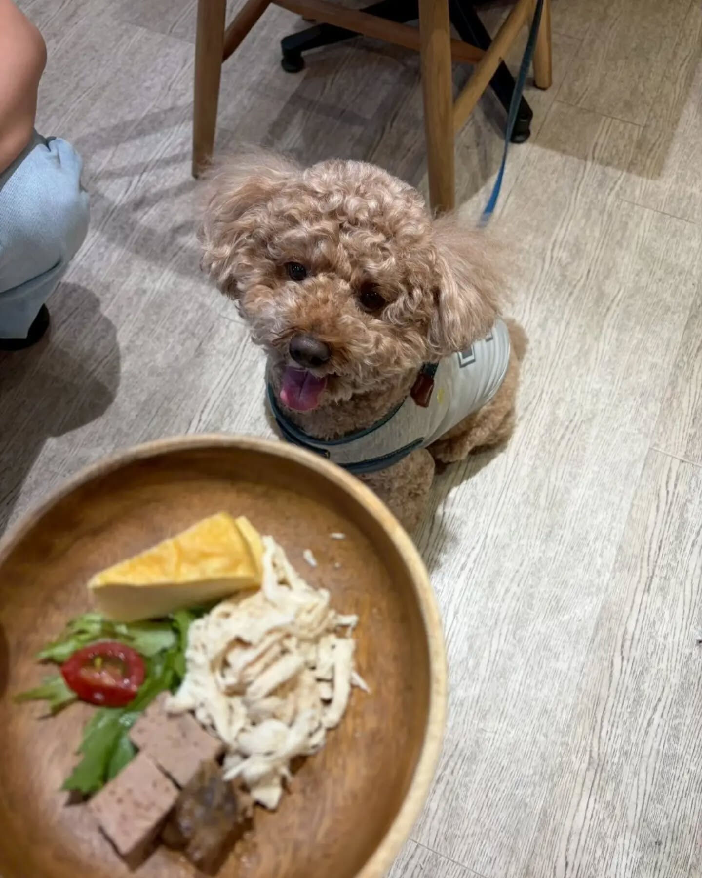 来店わんこのお写真投稿🐶✨