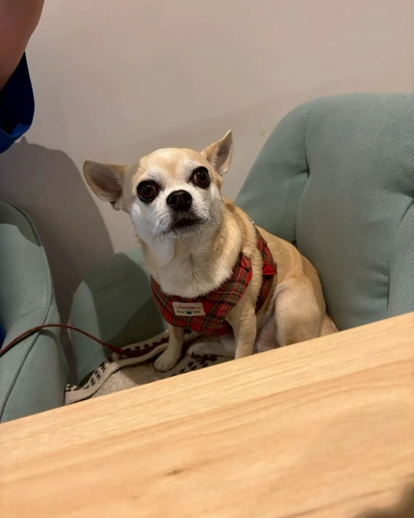 来店わんこのお写真投稿🐶✨