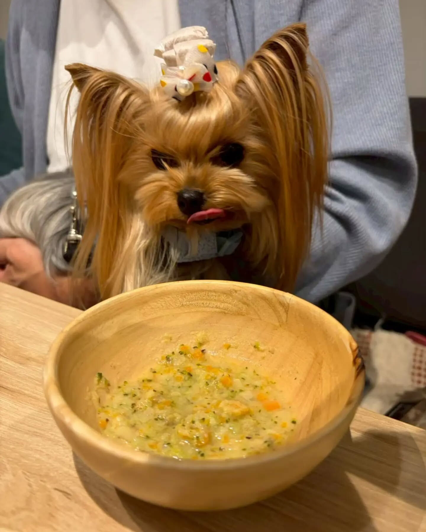 来店わんこのお写真投稿🐶✨