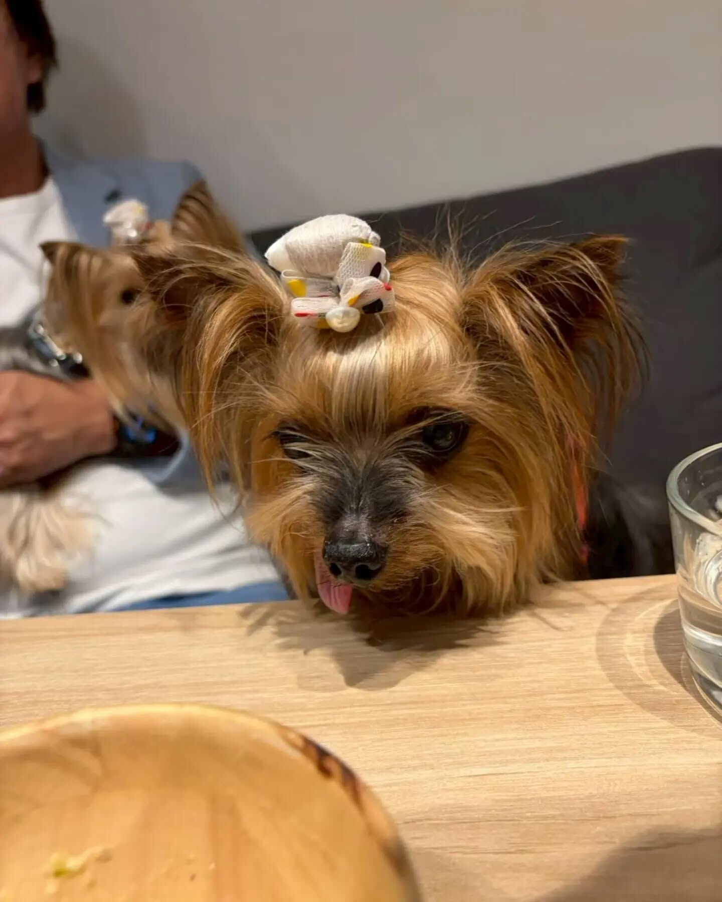 来店わんこのお写真投稿🐶✨